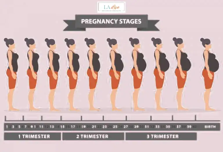 First Trimester (Weeks 1–12): Early Changes You Might Not Notice Lutterworth